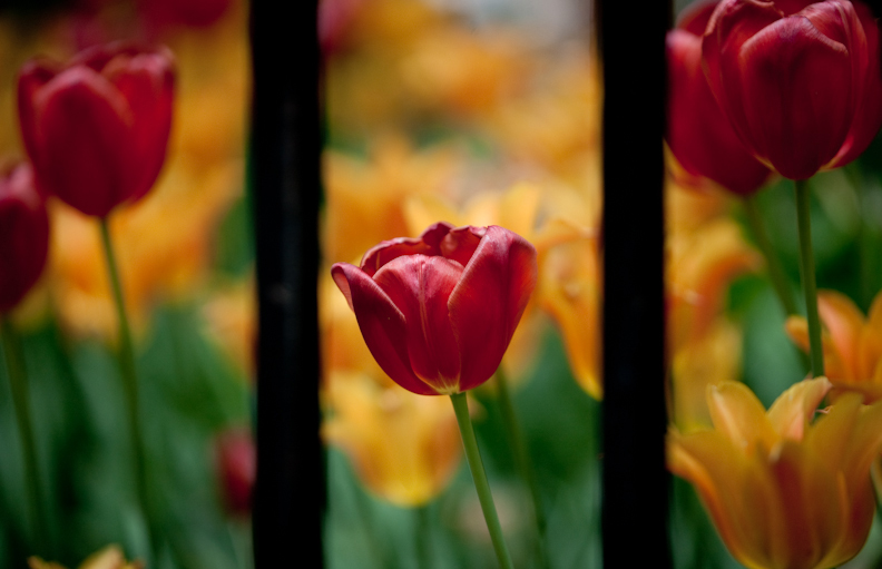 Flowers are Pretty