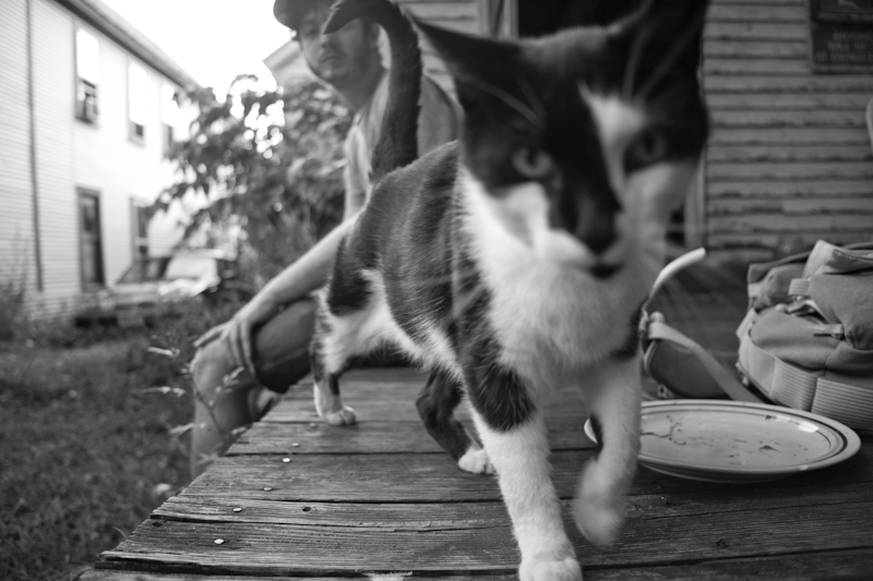 Cats
