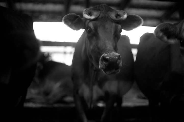 Lady with the horns